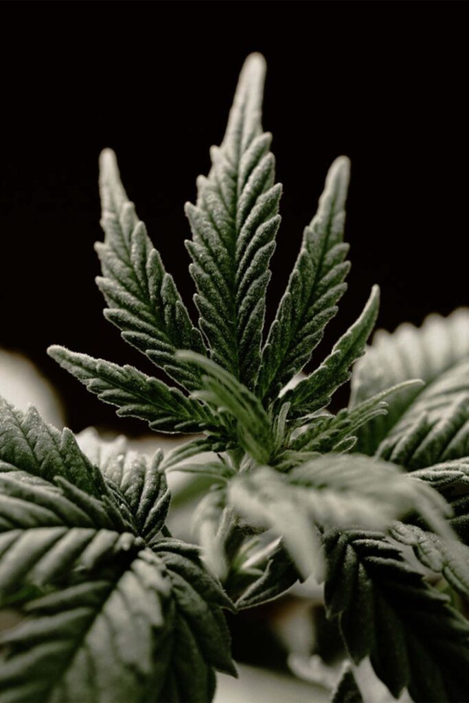Close up of a Marijuana plant.