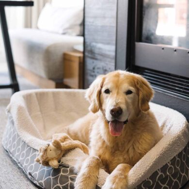 a dog lying in a dog bed