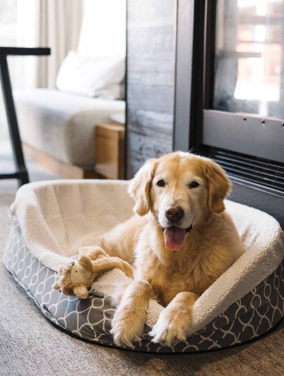 a dog lying in a dog bed