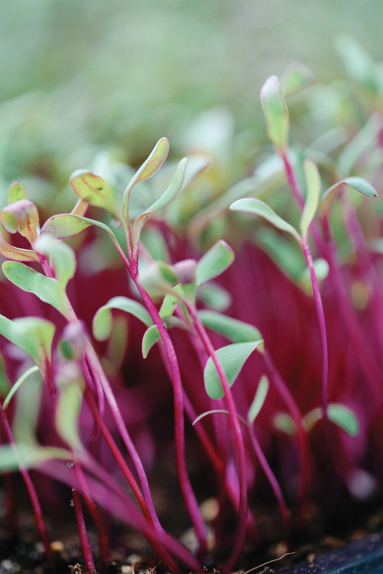 Microgreens