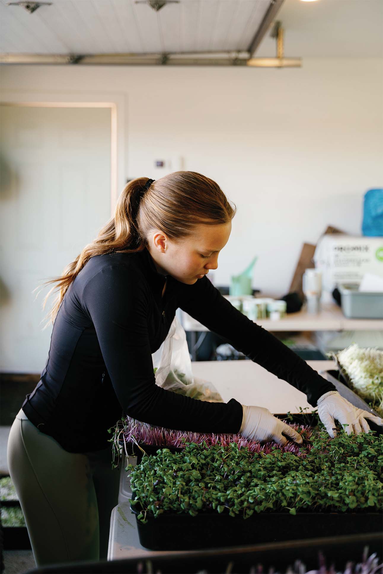 A chef tending to Microgreens